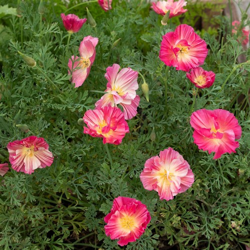 Sömntuta 'Thai Silk Rose Chiffon'