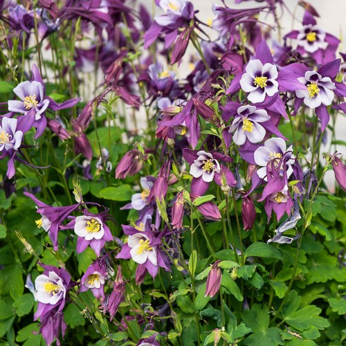 Pastellakleja F1 'Earlybird Purple White'