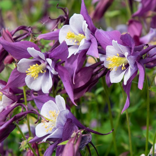 Pastellakleja F1 'Earlybird Purple White'