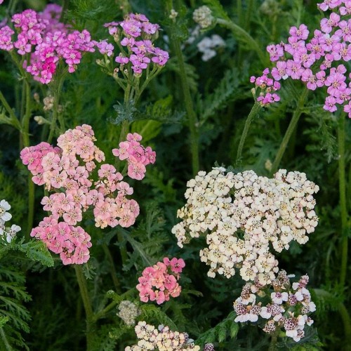 Röllika 'Colorado'