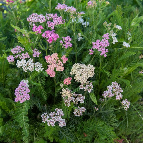 Röllika 'Colorado'