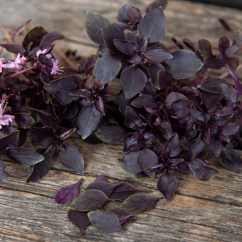 Pienilehtinen basilika 'Purple Ball'
