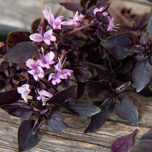 Pienilehtinen basilika 'Purple Ball'