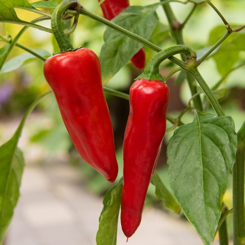 EKO Chilipeppar 'Gorria'