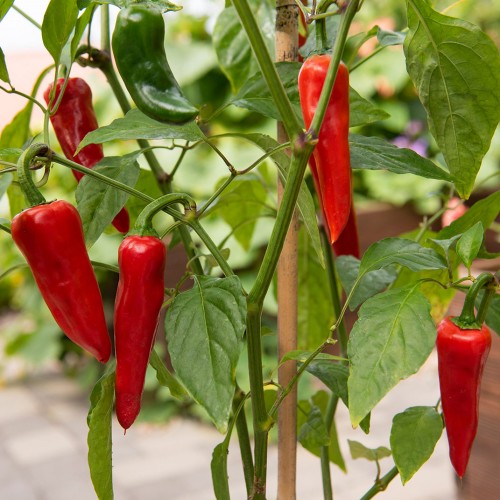 EKO Chilipeppar 'Gorria'
