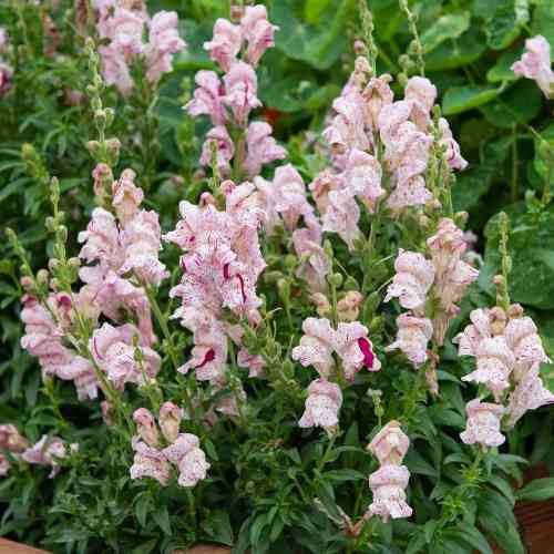 Leijonankita F1 'Purple Twist'
