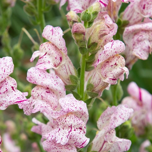 Leijonankita F1 'Purple Twist'