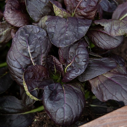 Tatsoikål F1 'Tatsoi Red'