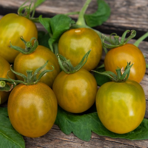 EKO Körsbärstomat 'Green Grape'