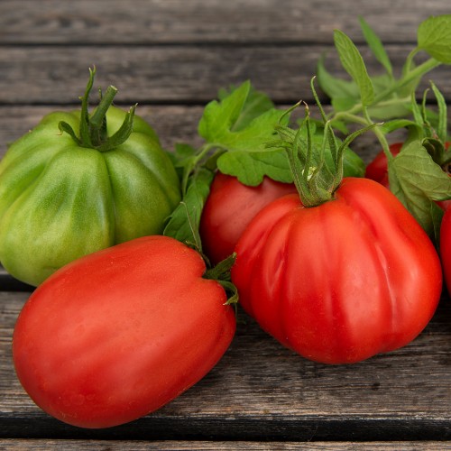 LUOMU Pihvitomaatti 'Grifone'