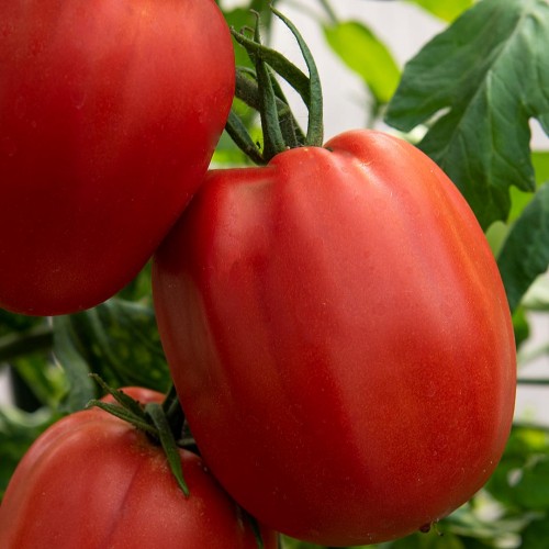 LUOMU Pihvitomaatti 'Grifone'