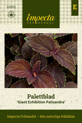 Palettblad 'Giant Exhibition Palisandra'