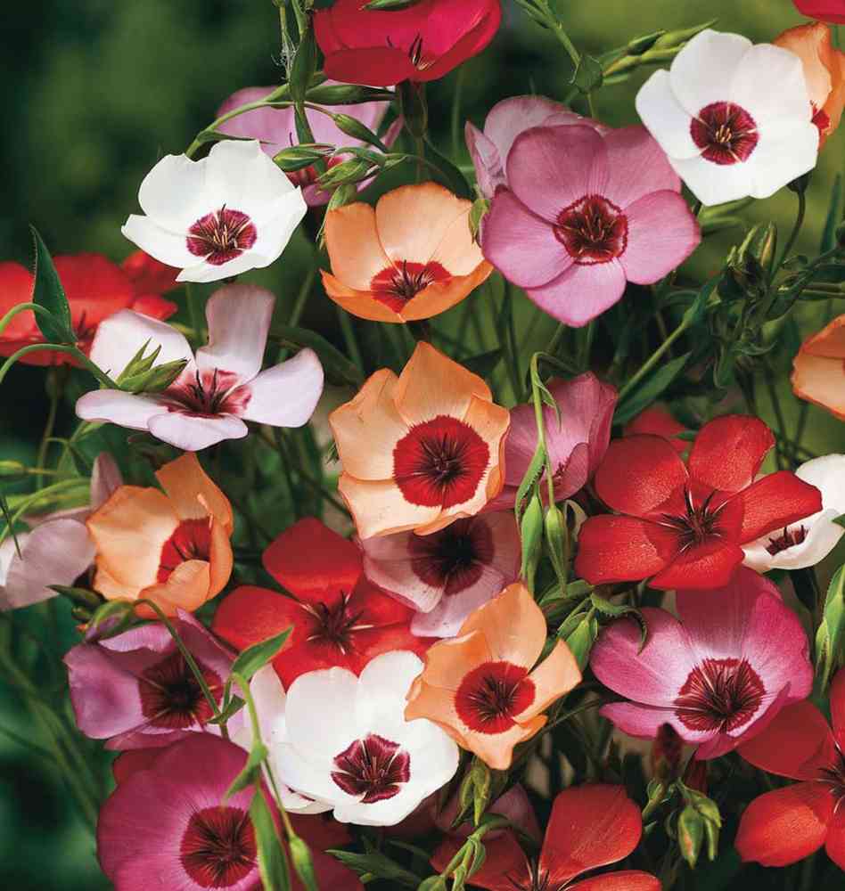 EI Punapellava 'Charmer mix'