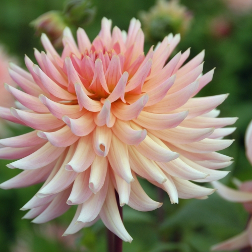 Kaktusdahlia 'Henriette'