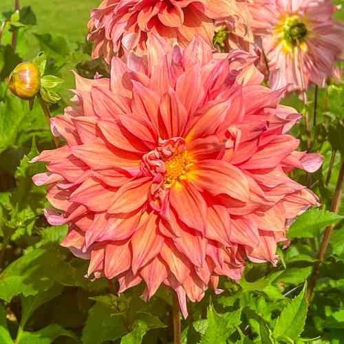 Dekorativdahlia 'Belle of Barmera'