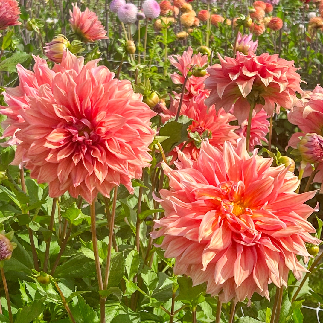 Dekorativdahlia 'Belle of Barmera'