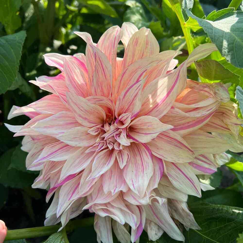 Dekorativdahlia 'Café au Lait Twist'