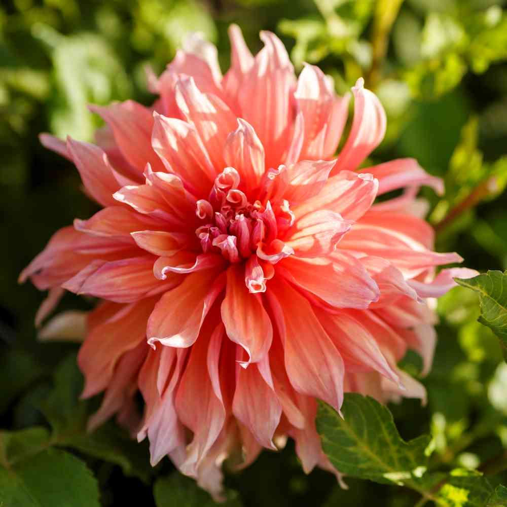 Dekorativdahlia 'Mango Madness'