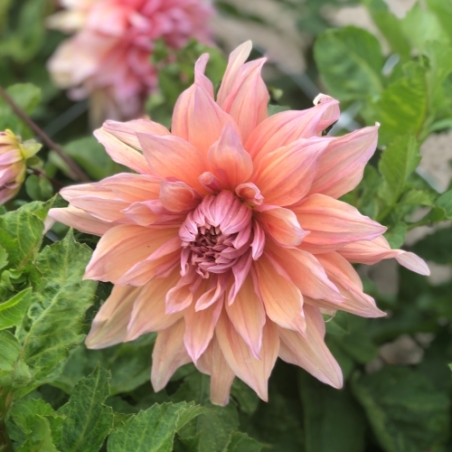 Dekorativdahlia 'Mango Madness'