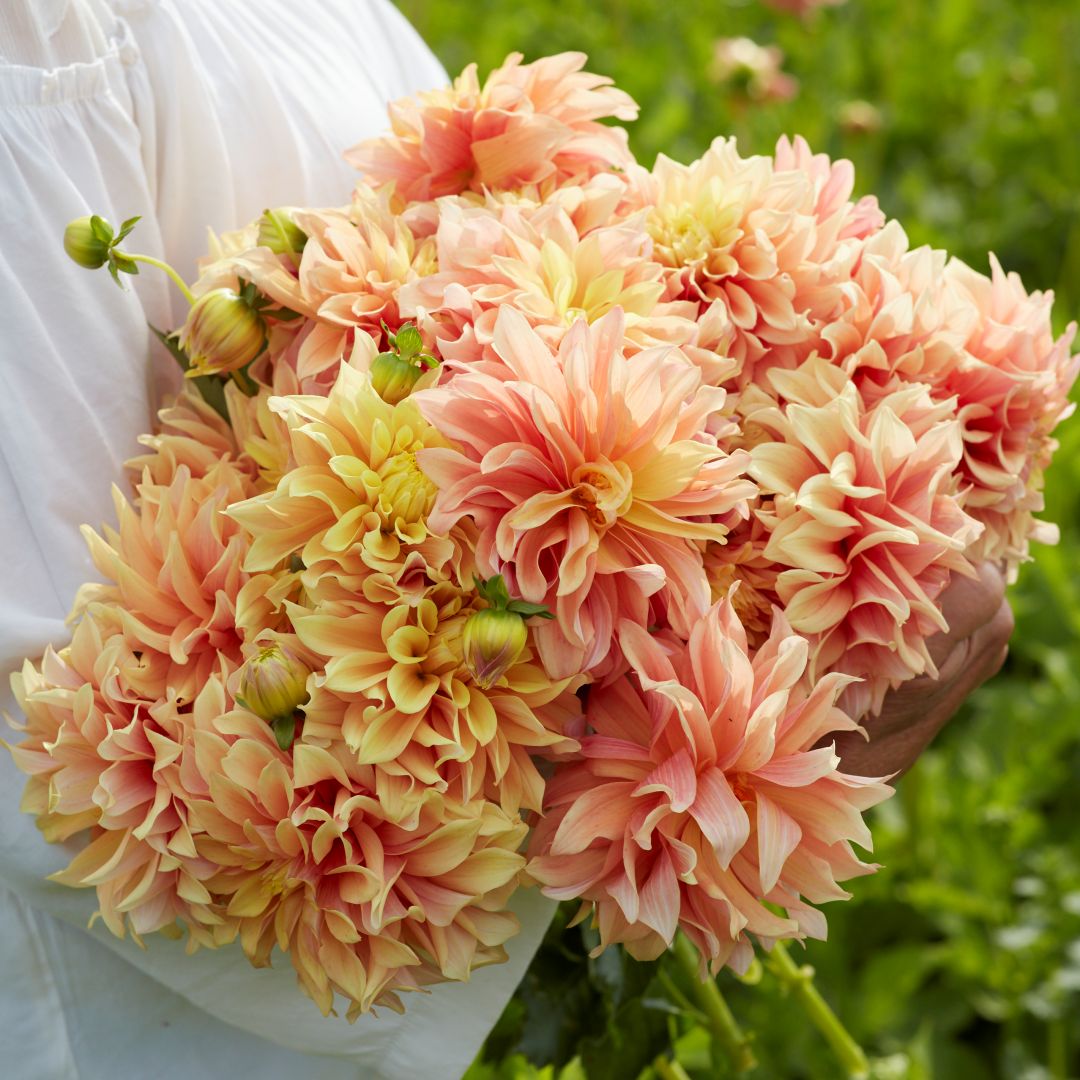 Dekorativdahlia 'Tyrell'