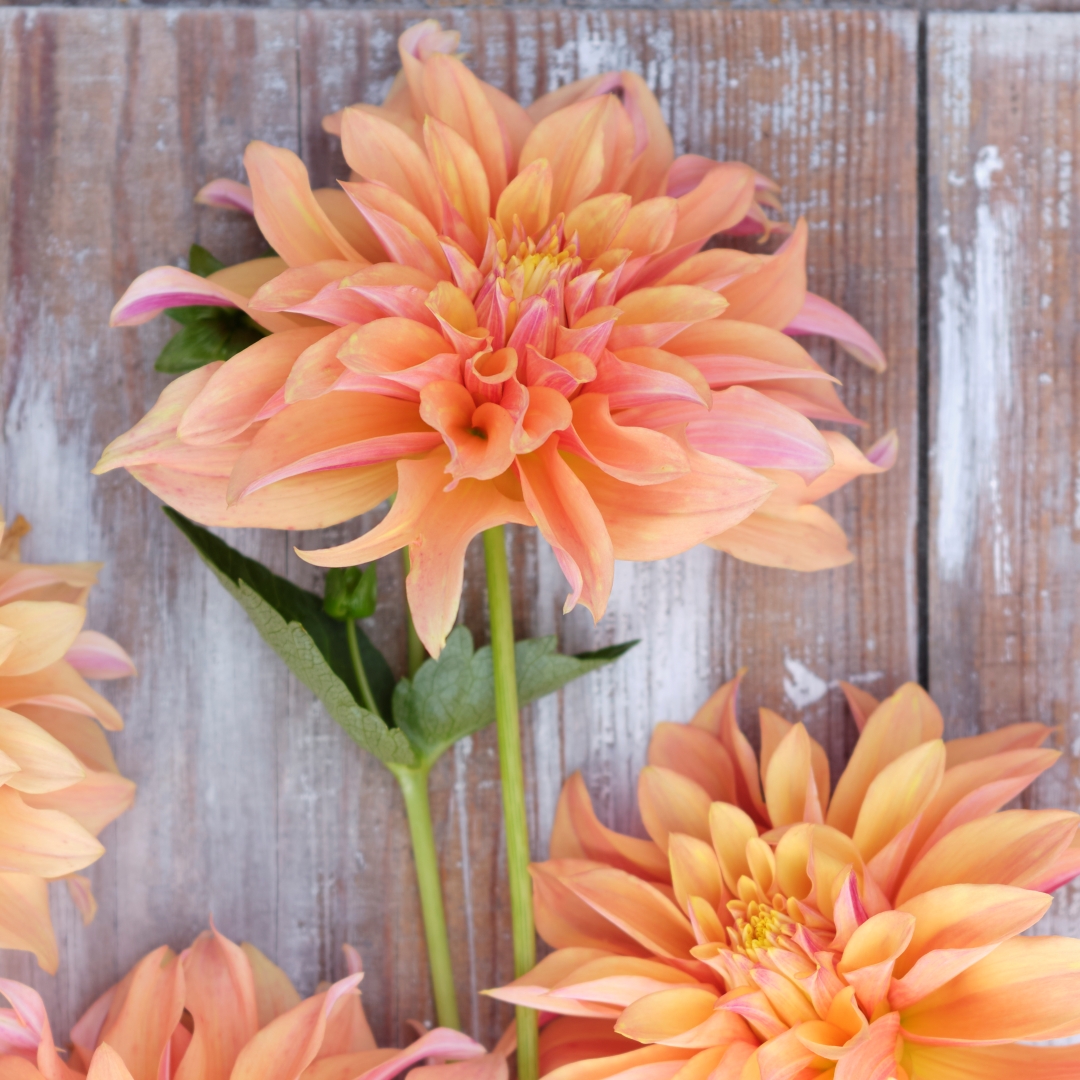 Dekorativdahlia 'Tyrell'