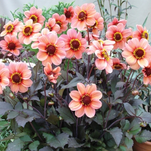 Dahlia HS 'Kiss'