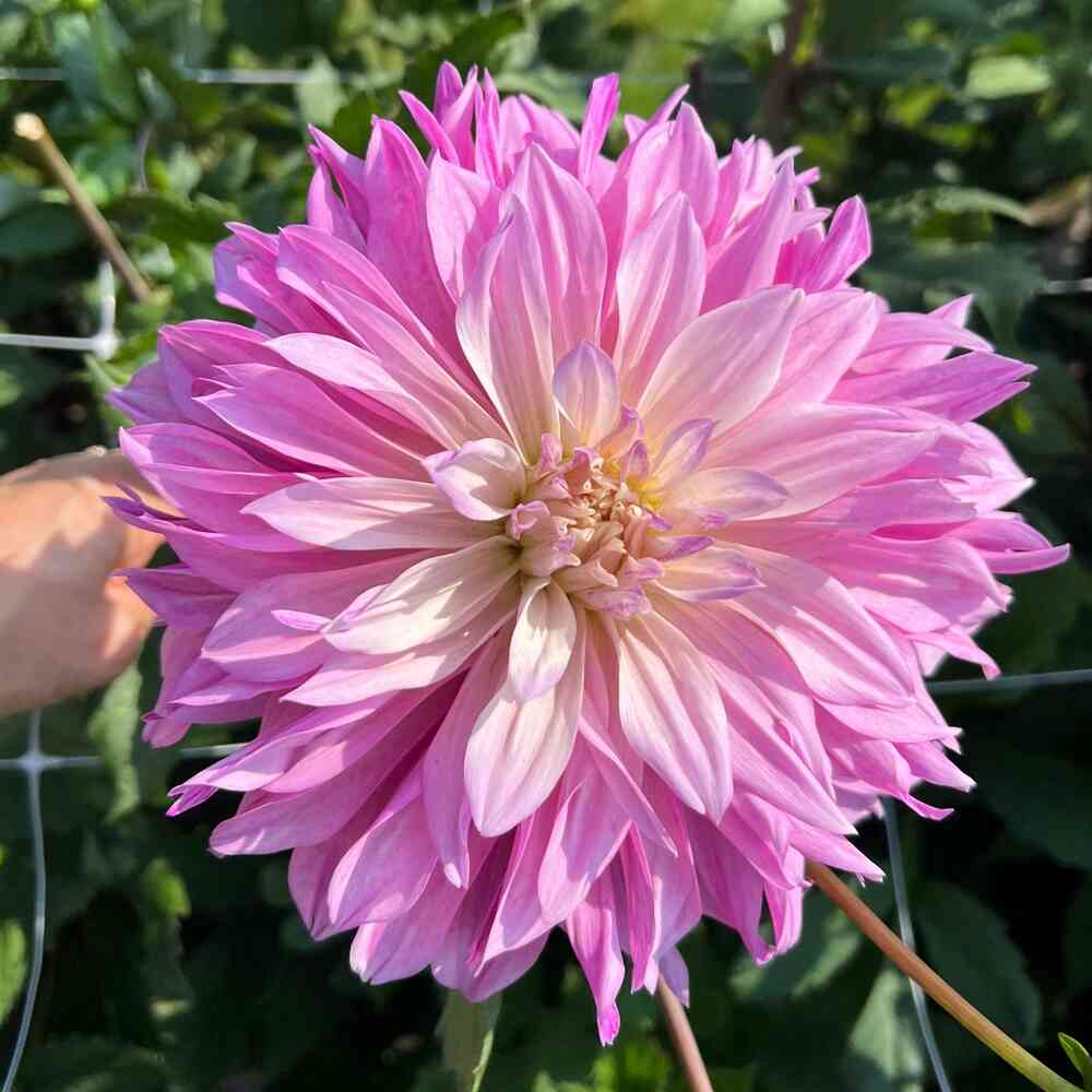 Dekorativdahlia 'Labyrinth Twotone'