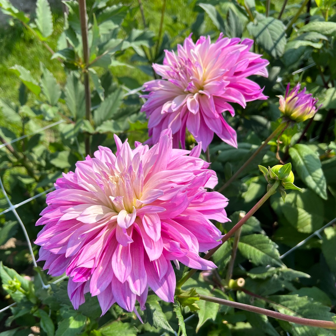 Dekorativdahlia 'Labyrinth Twotone'