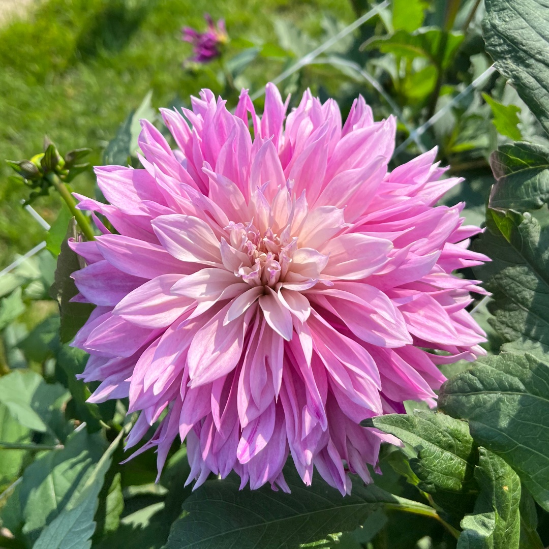 Dekorativdahlia 'Labyrinth Twotone'