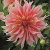 Koristedaalia 'Labyrinth'