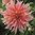 Dekorativdahlia 'Labyrinth'