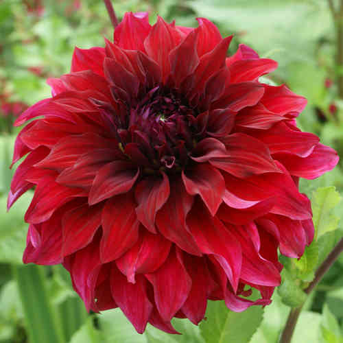 Dekorativdahlia 'Spartacus'