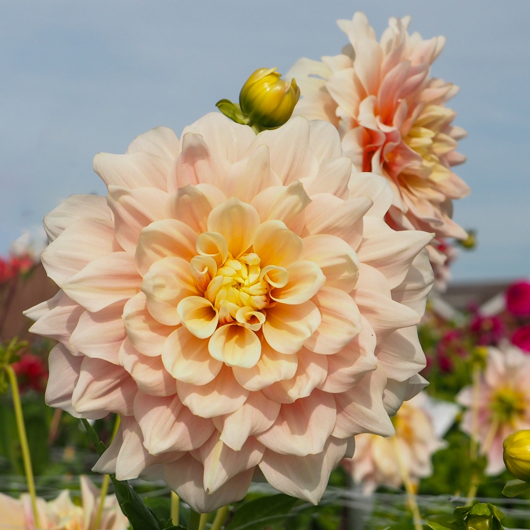 Dekorativdahlia 'Break Out'