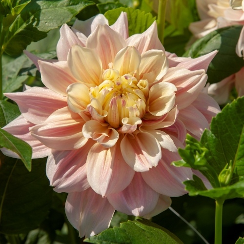 Dekorativdahlia 'Break Out'