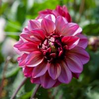 Dekorativdahlia 'Senior's Hope'