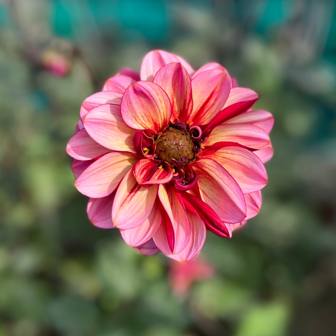 Dekorativdahlia 'Senior's Hope'