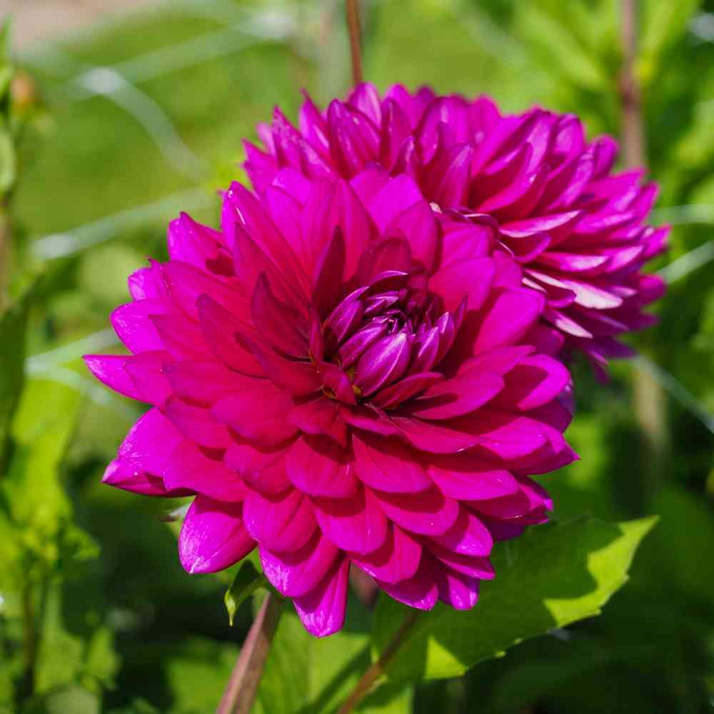 Näckrosdahlia 'Berner Oberland'
