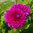 Näckrosdahlia 'Berner Oberland'
