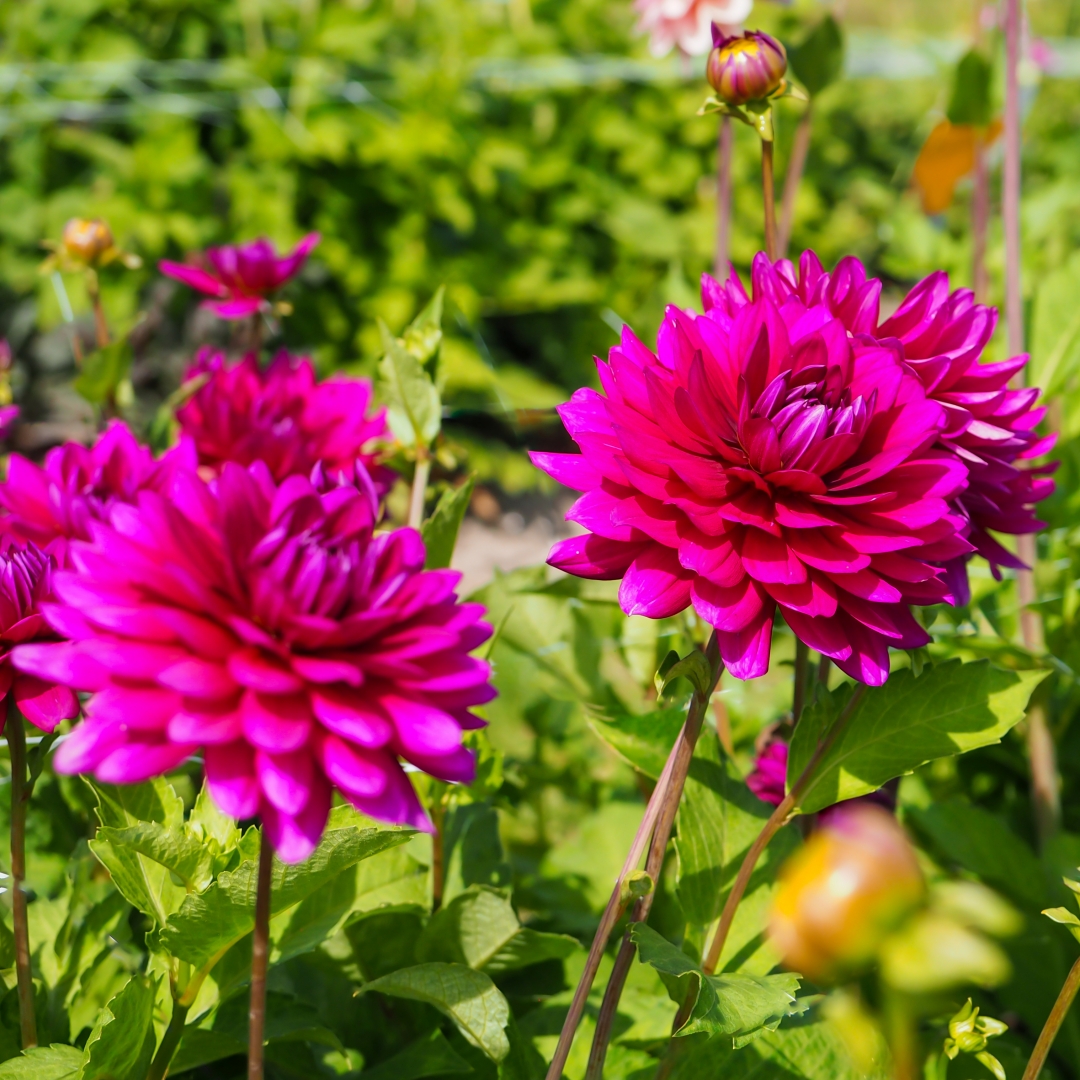 Näckrosdahlia 'Berner Oberland'