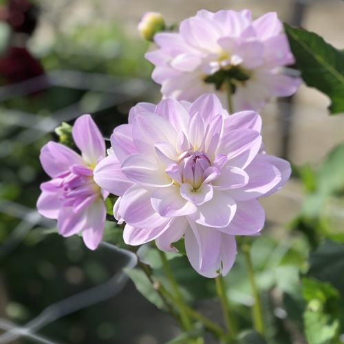Näckrosdahlia 'Porcelain'