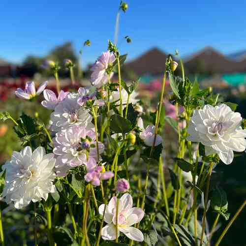 Lummedaalia 'Porcelain'
