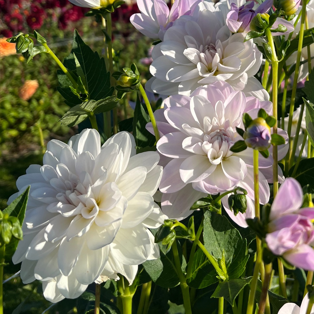 Näckrosdahlia 'Porcelain'