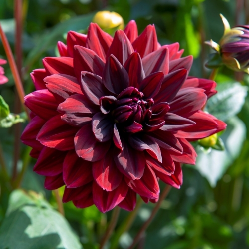 Näckrosdahlia 'Sam Hopkins'