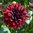 Näckrosdahlia 'Sam Hopkins'