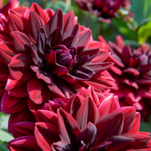 Näckrosdahlia 'Sam Hopkins'