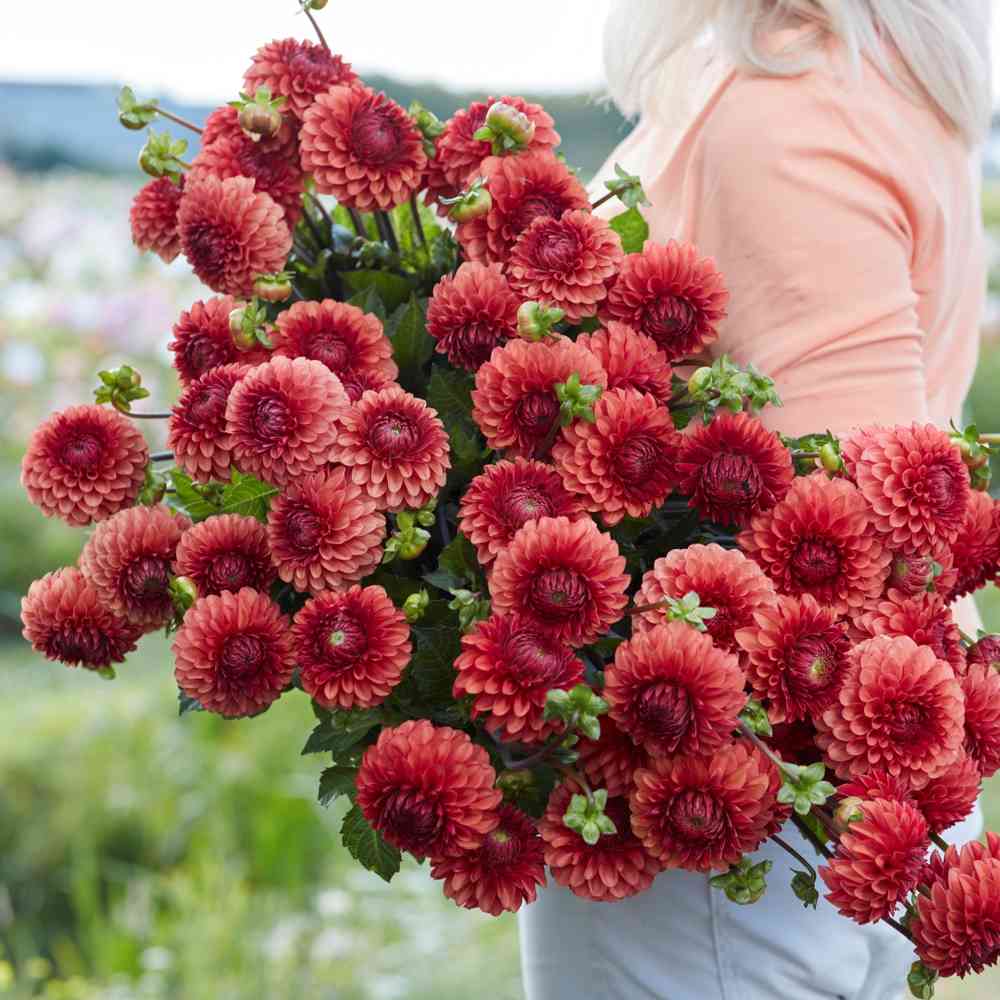 Bolldahlia 'Brown Sugar'