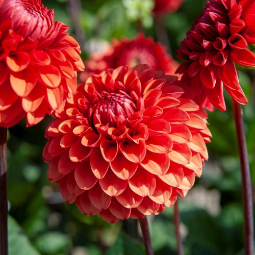 Bolldahlia 'Brown Sugar'