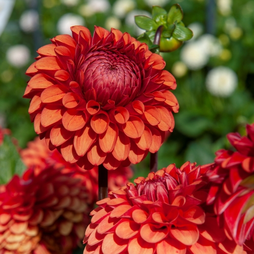 Bolldahlia 'Brown Sugar'