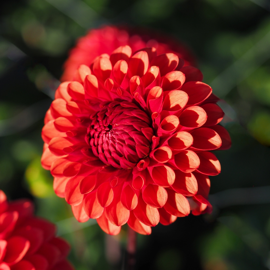 Bolldahlia 'Brown Sugar'