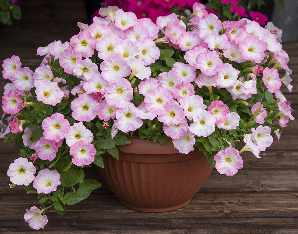 Petunia F1 'Trilogy Salmon Morn'